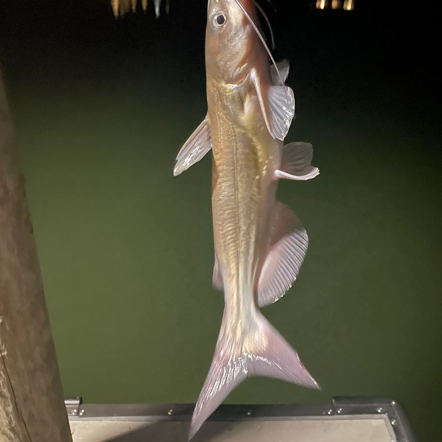 Channel catfish caught on Fishbrain