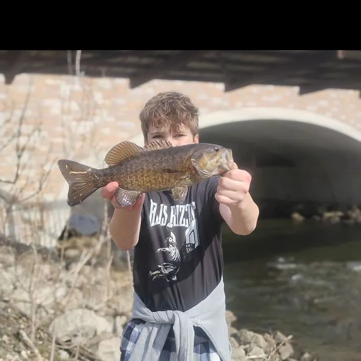 Smallmouth bass caught on Fishbrain