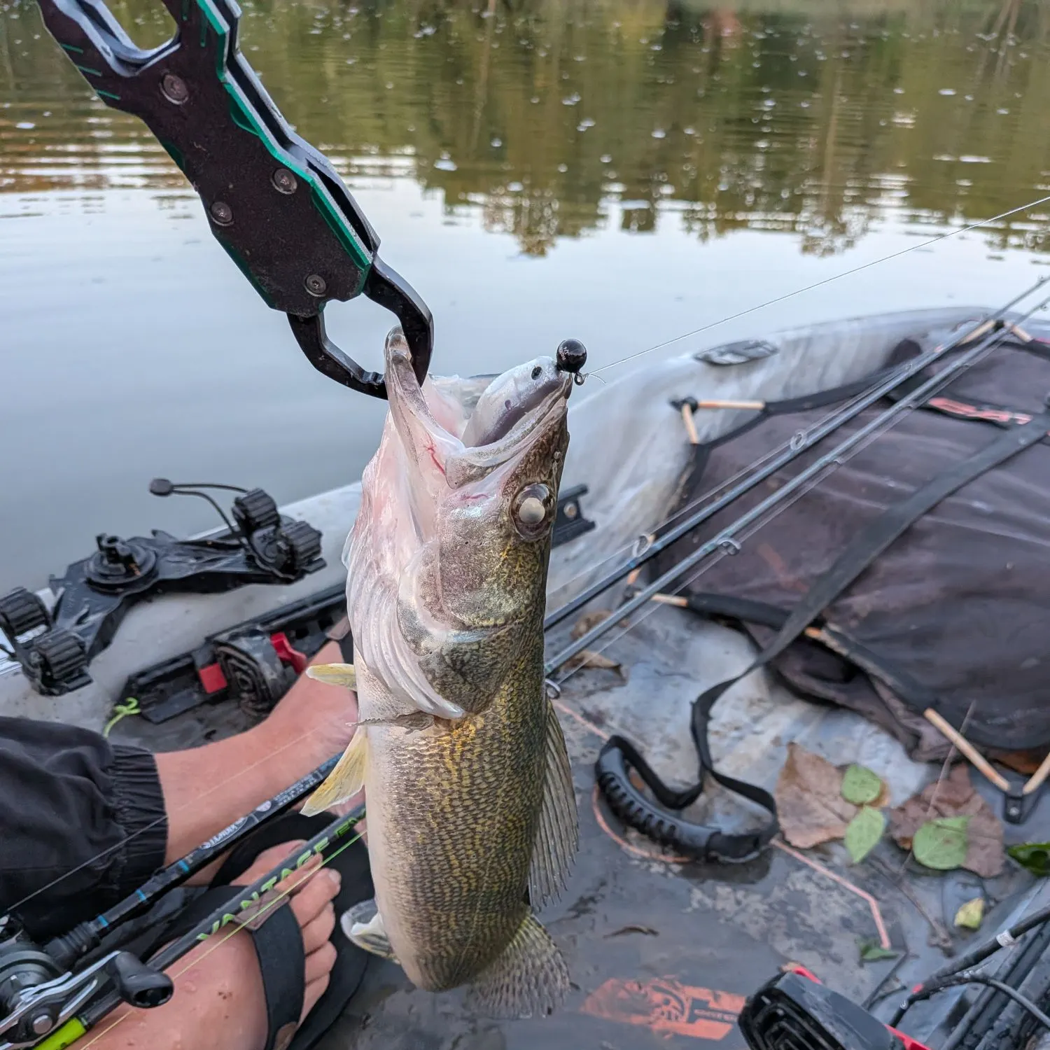 Saugeye caught on Fishbrain