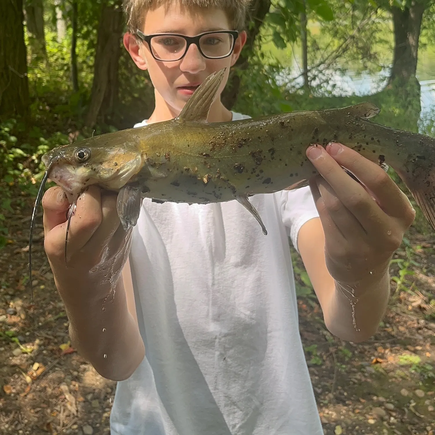 Channel catfish caught on Fishbrain