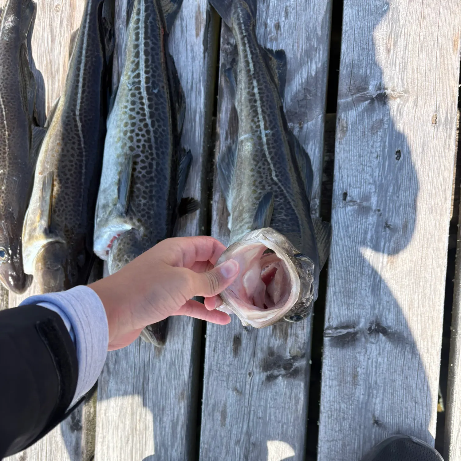 recently logged catches
