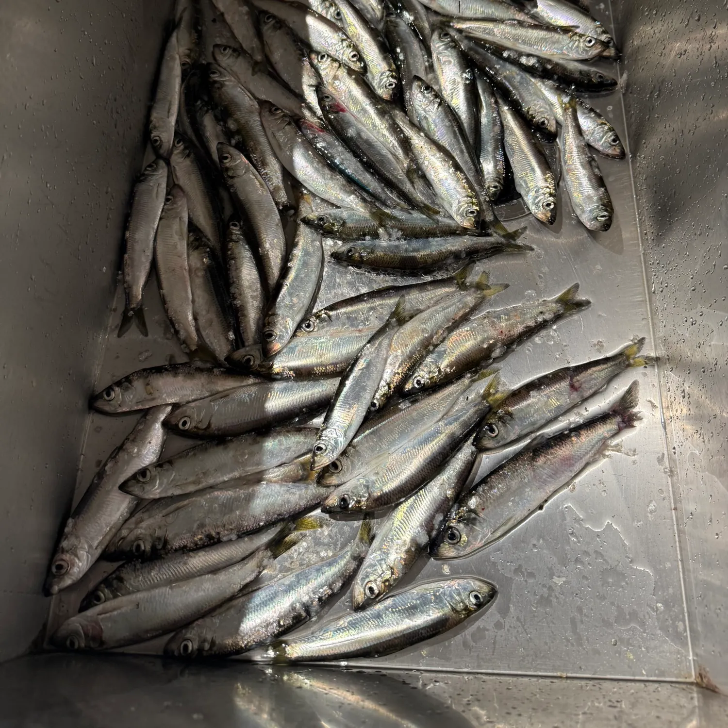 The most recent Pacific herring catches on Fishbrain