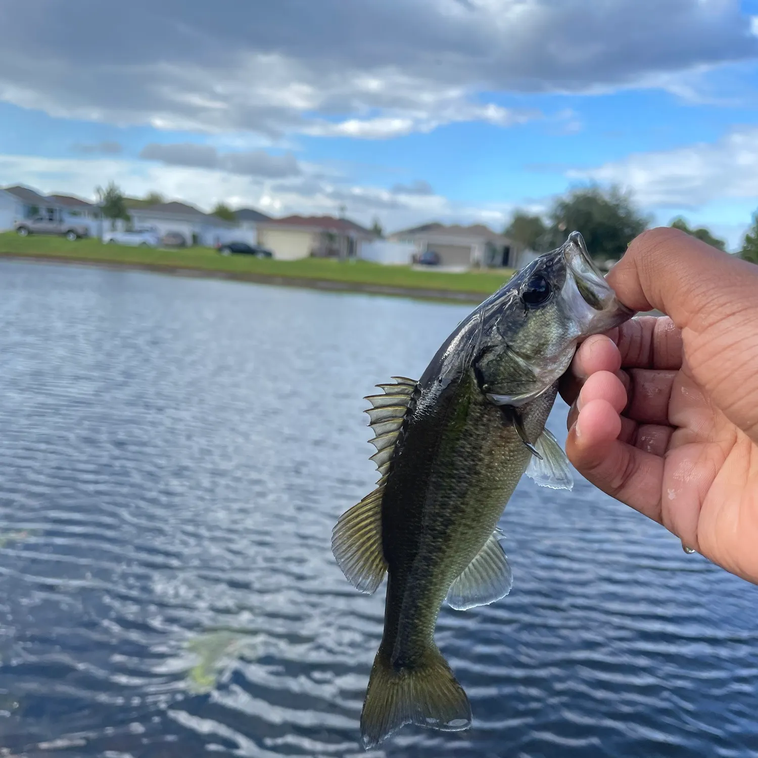 The most recent Largemouth bass catches on Fishbrain