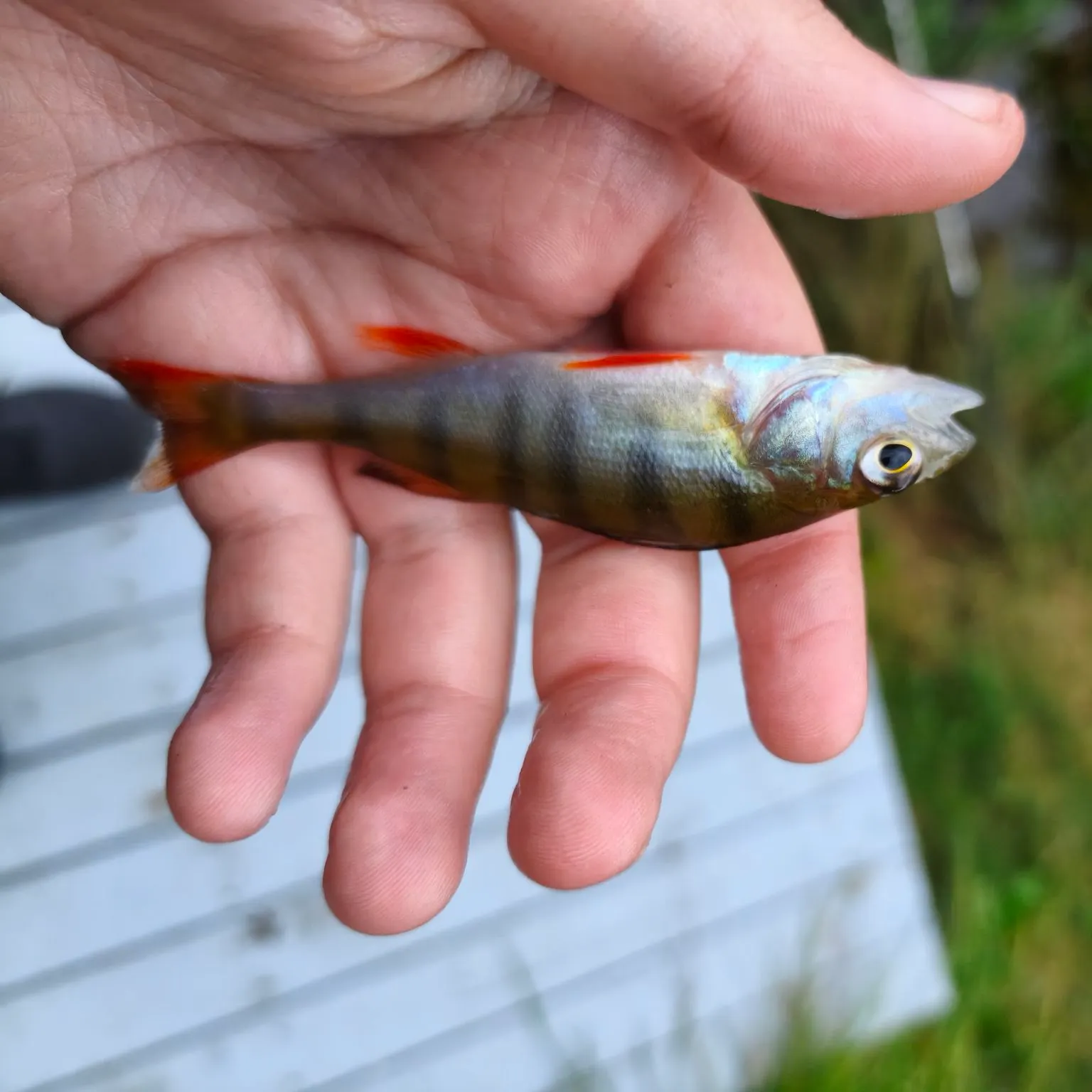 European perch caught on Fishbrain