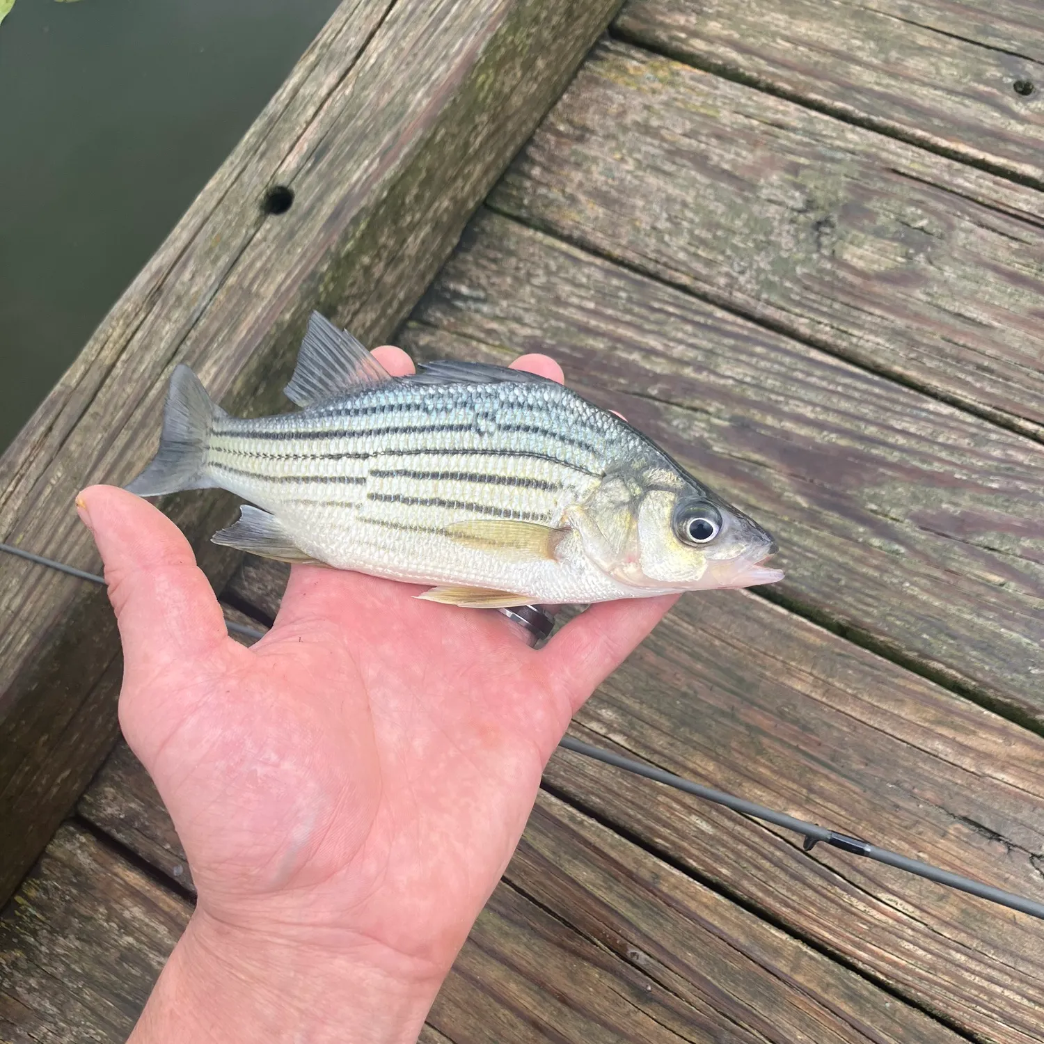 Yellow bass caught on Fishbrain