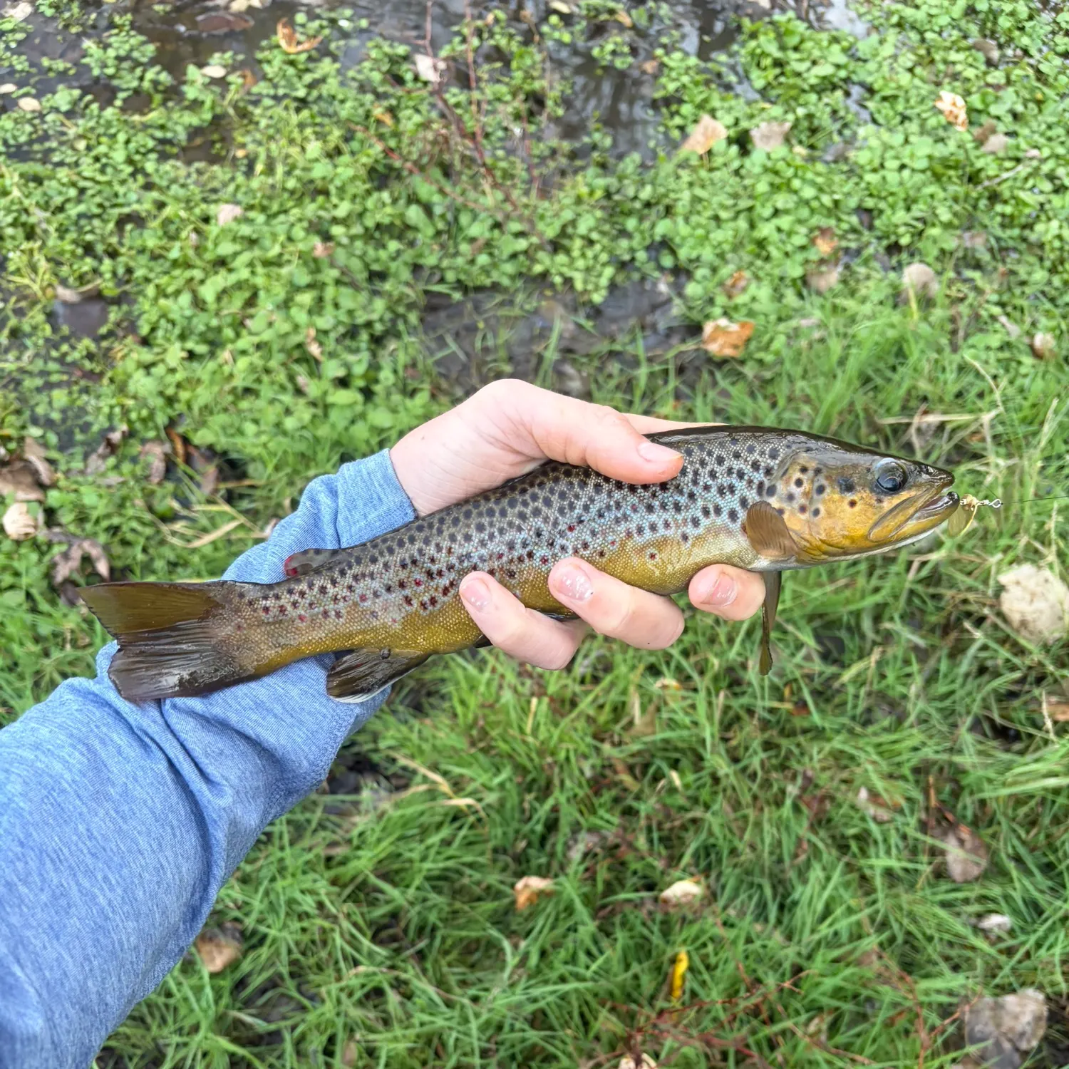 Brown trout caught on Fishbrain