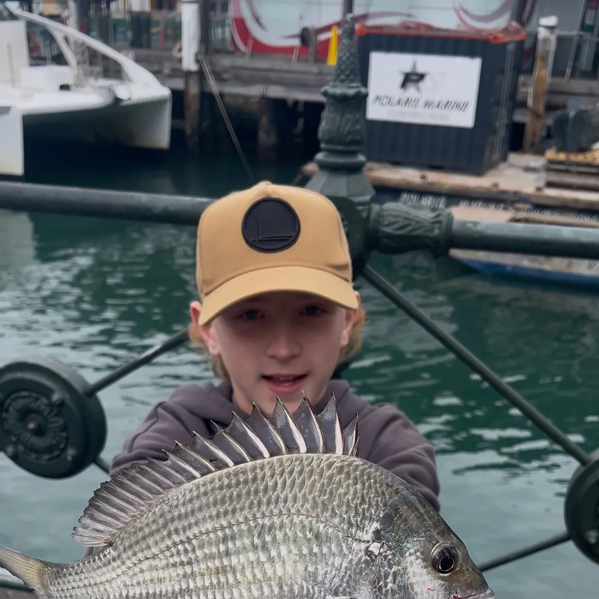 Surf bream caught on Fishbrain