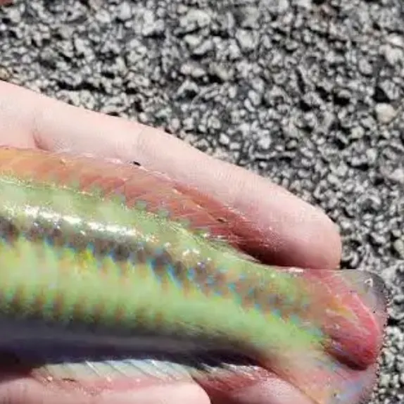 The most recent Slippery dick wrasse catches on Fishbrain