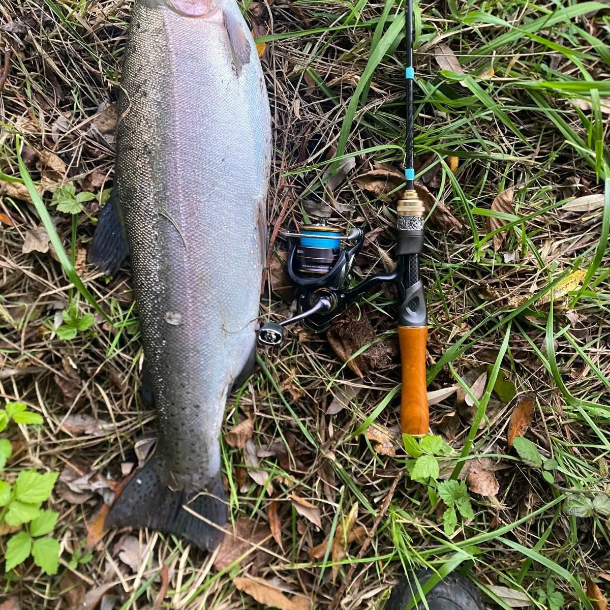Rainbow trout caught on Fishbrain