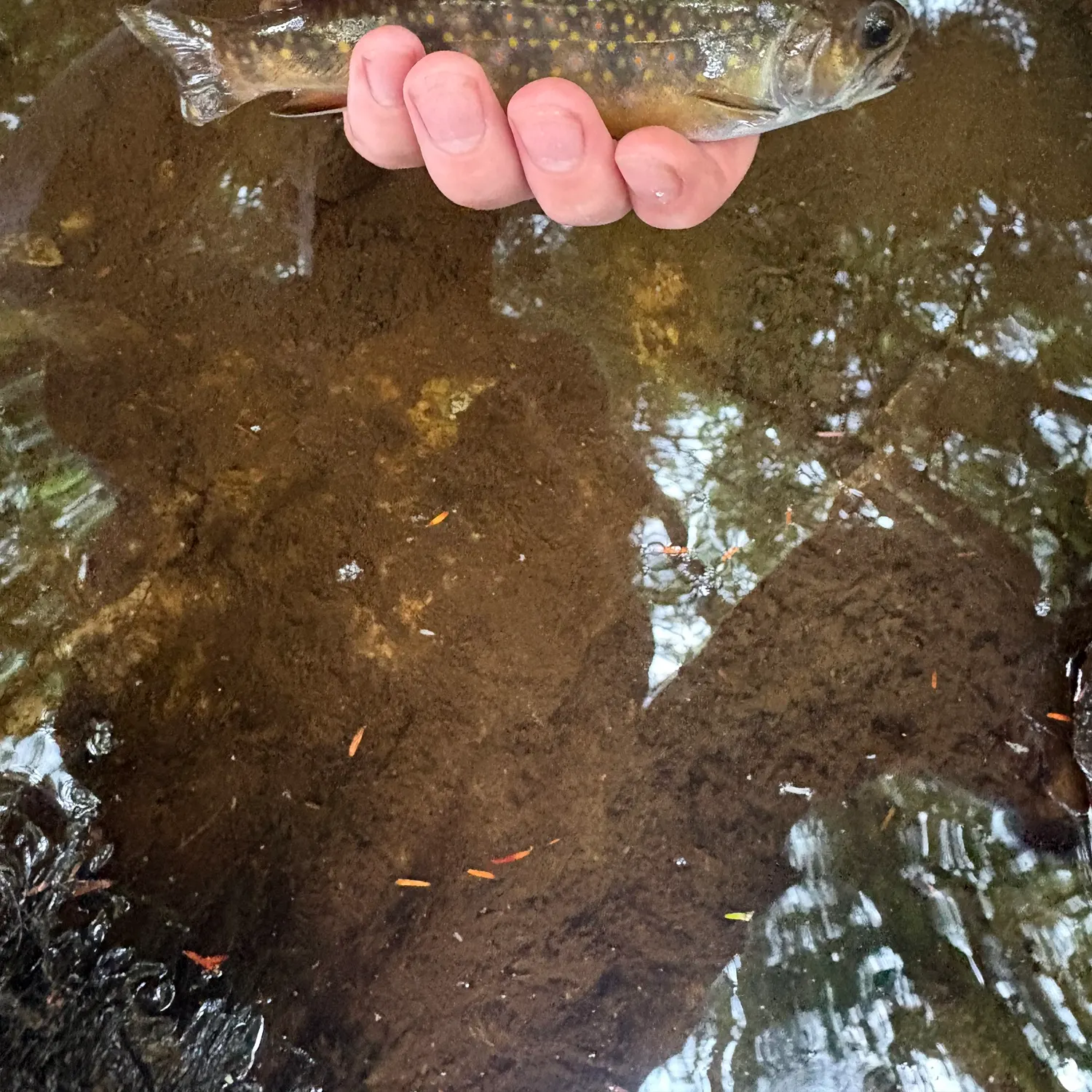 Brook trout caught on Fishbrain