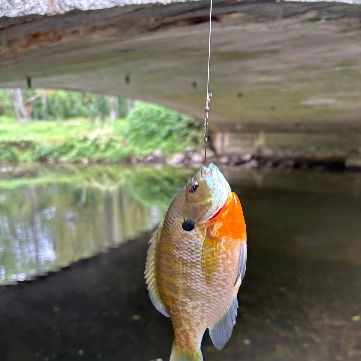 Bluegill caught on Fishbrain
