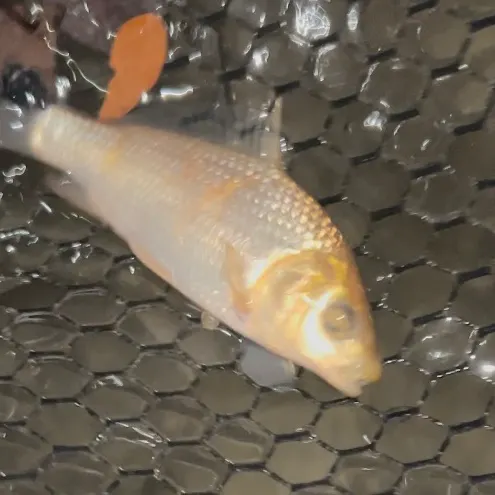 The most recent F1 carp catches on Fishbrain