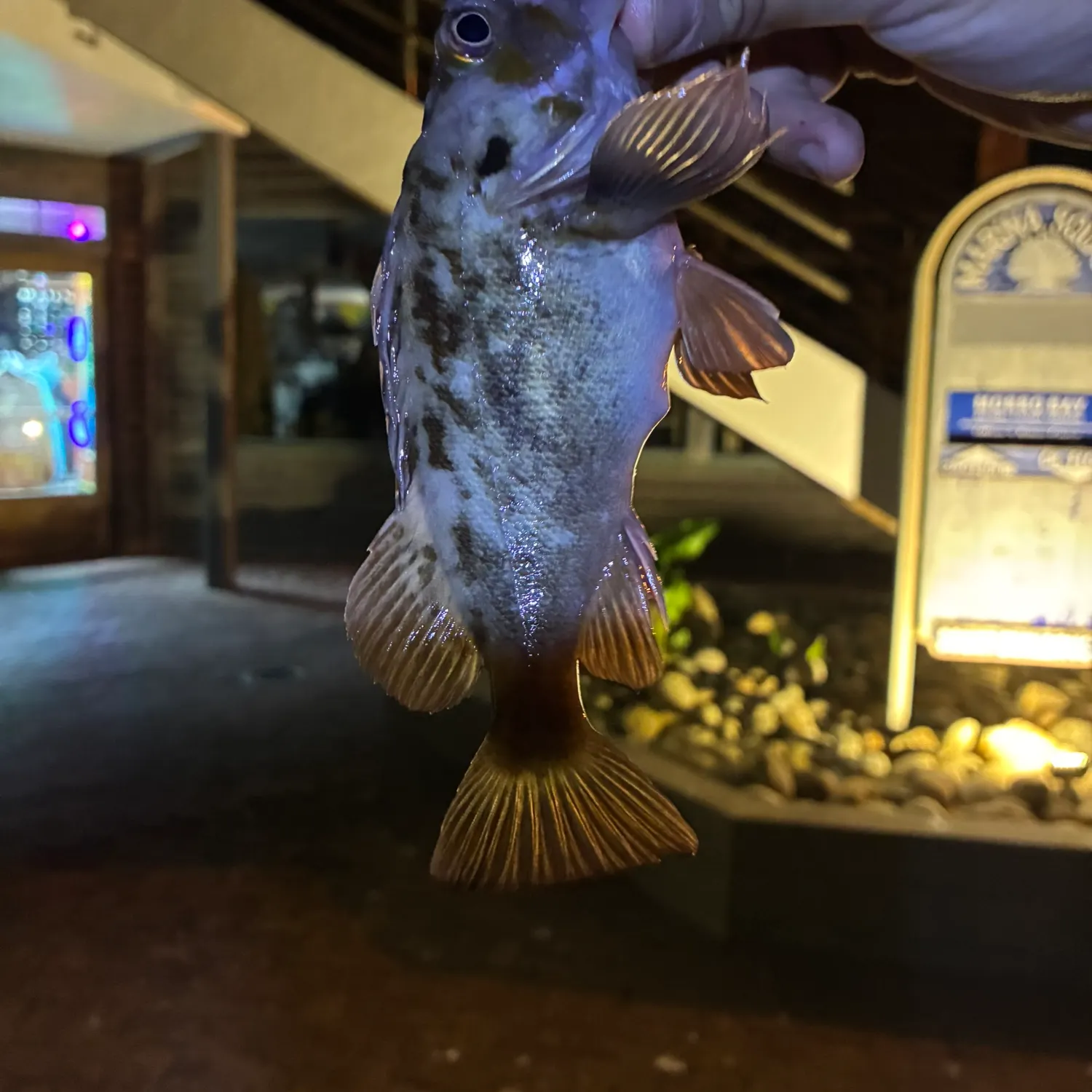 The most recent Grass rockfish catches on Fishbrain