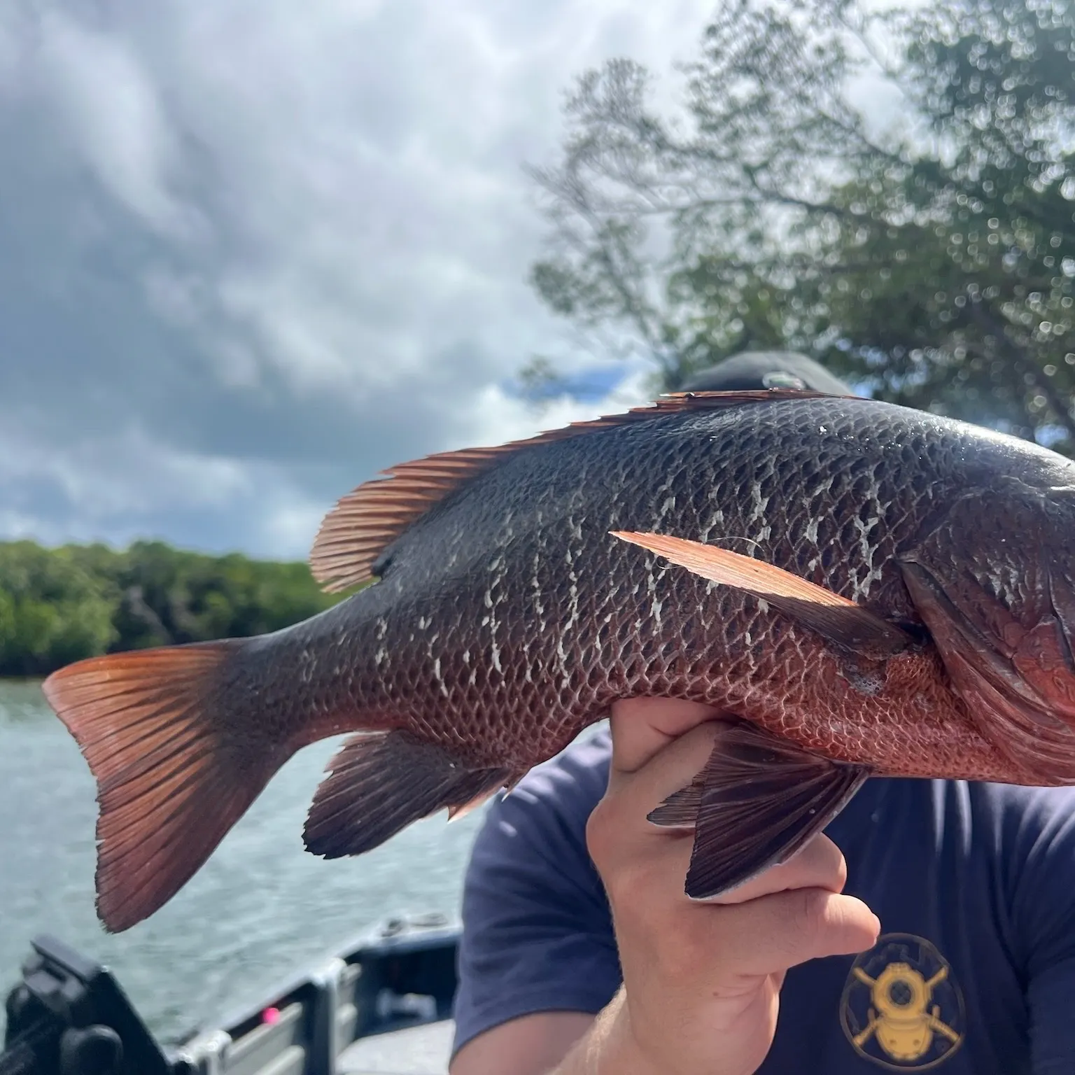 The most recent Mangrove red snapper catches on Fishbrain