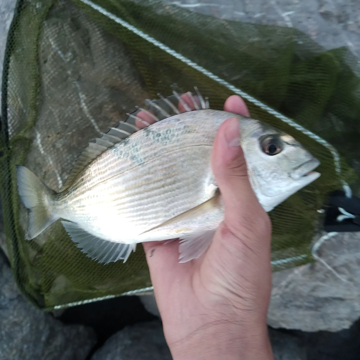 The most recent Gilthead seabream catches on Fishbrain