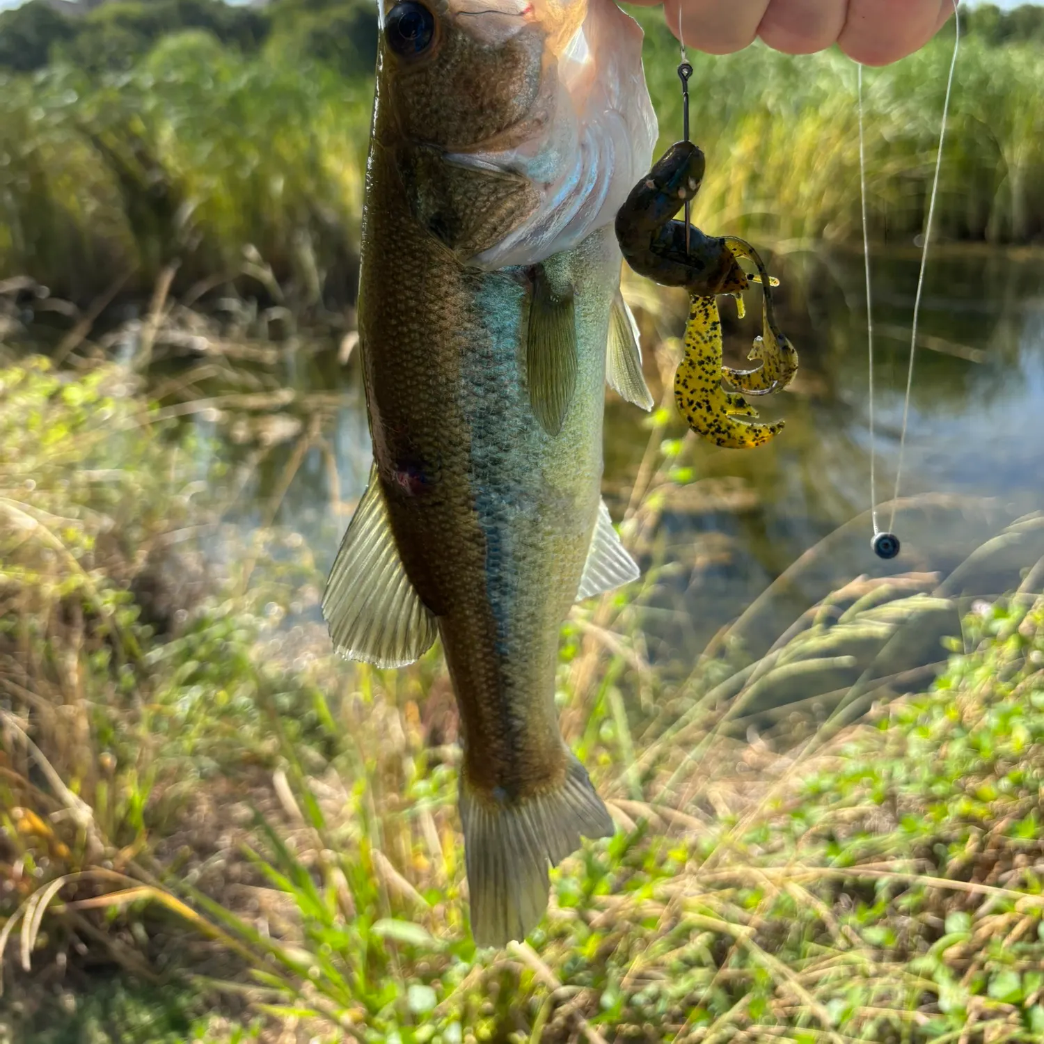 Largemouth bass caught on Fishbrain