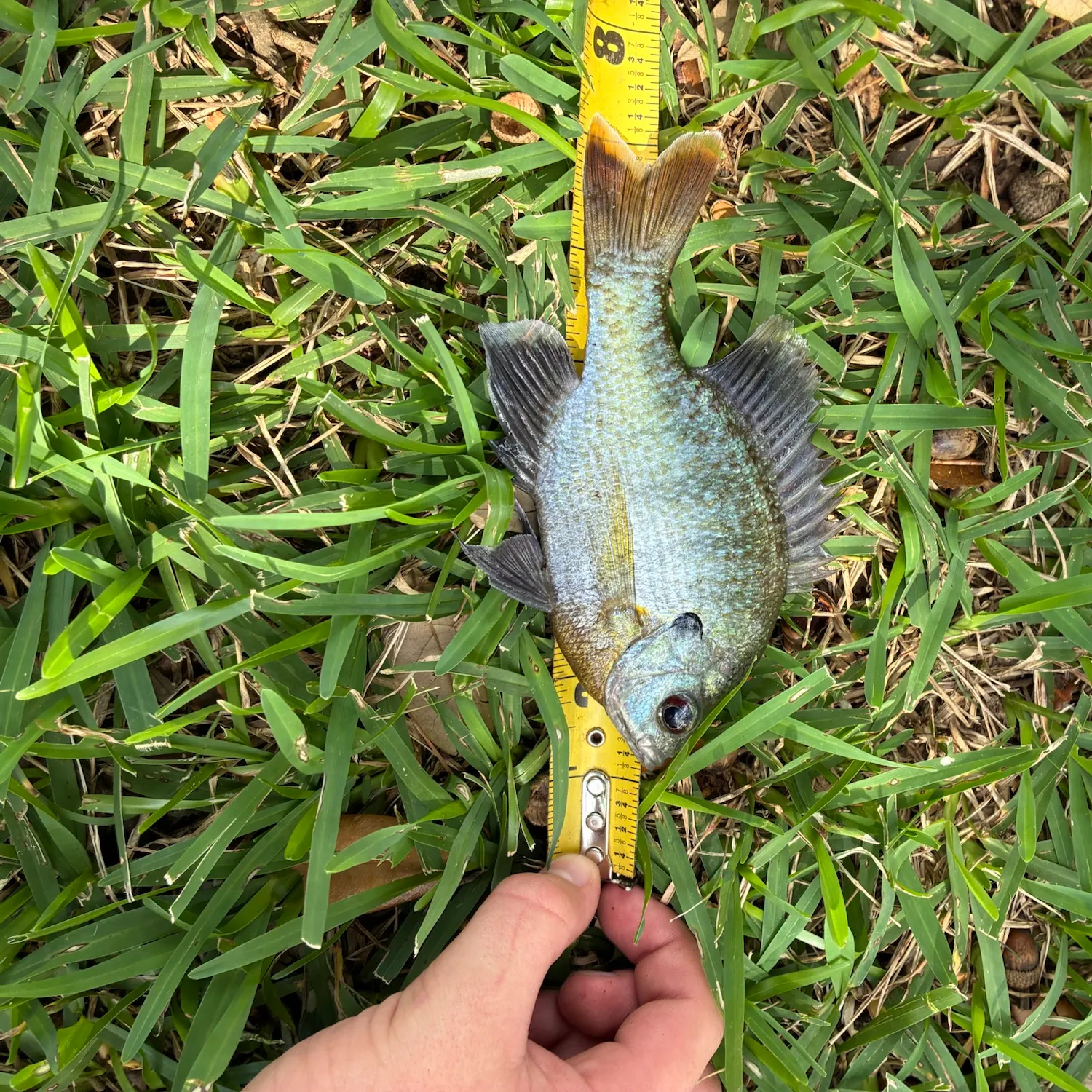 Bluegill caught on Fishbrain