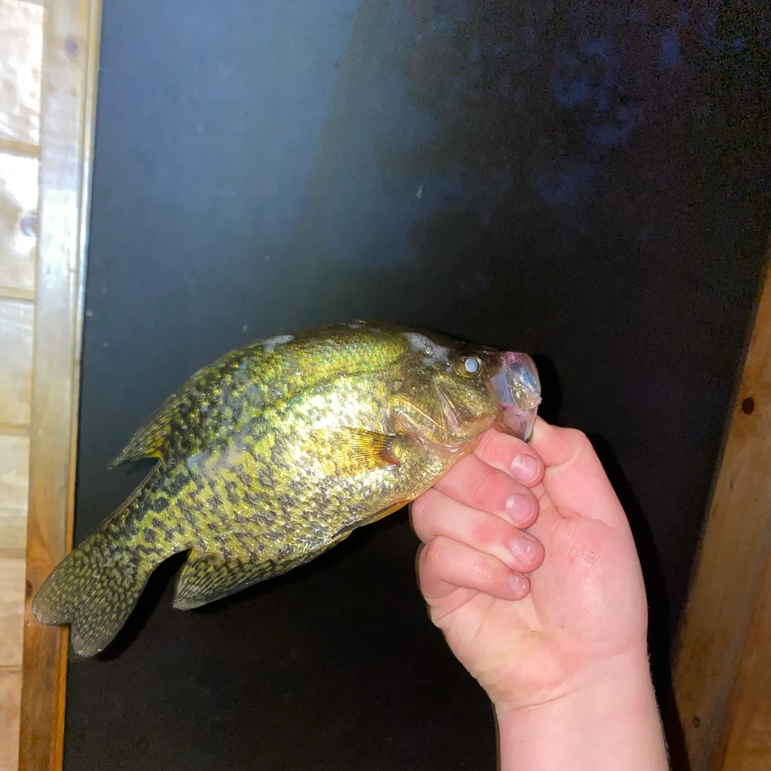 Black crappie caught on Fishbrain