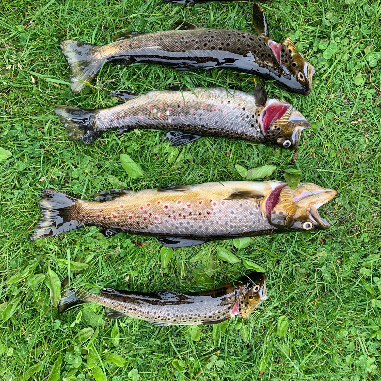 recently logged catches
