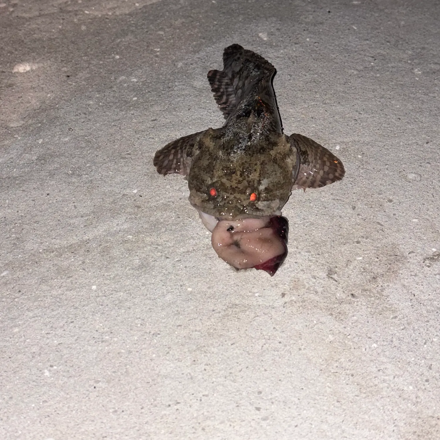 Gulf toadfish caught on Fishbrain
