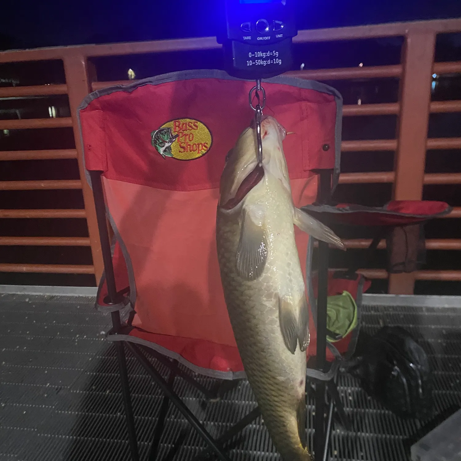 Grass carp caught on Fishbrain