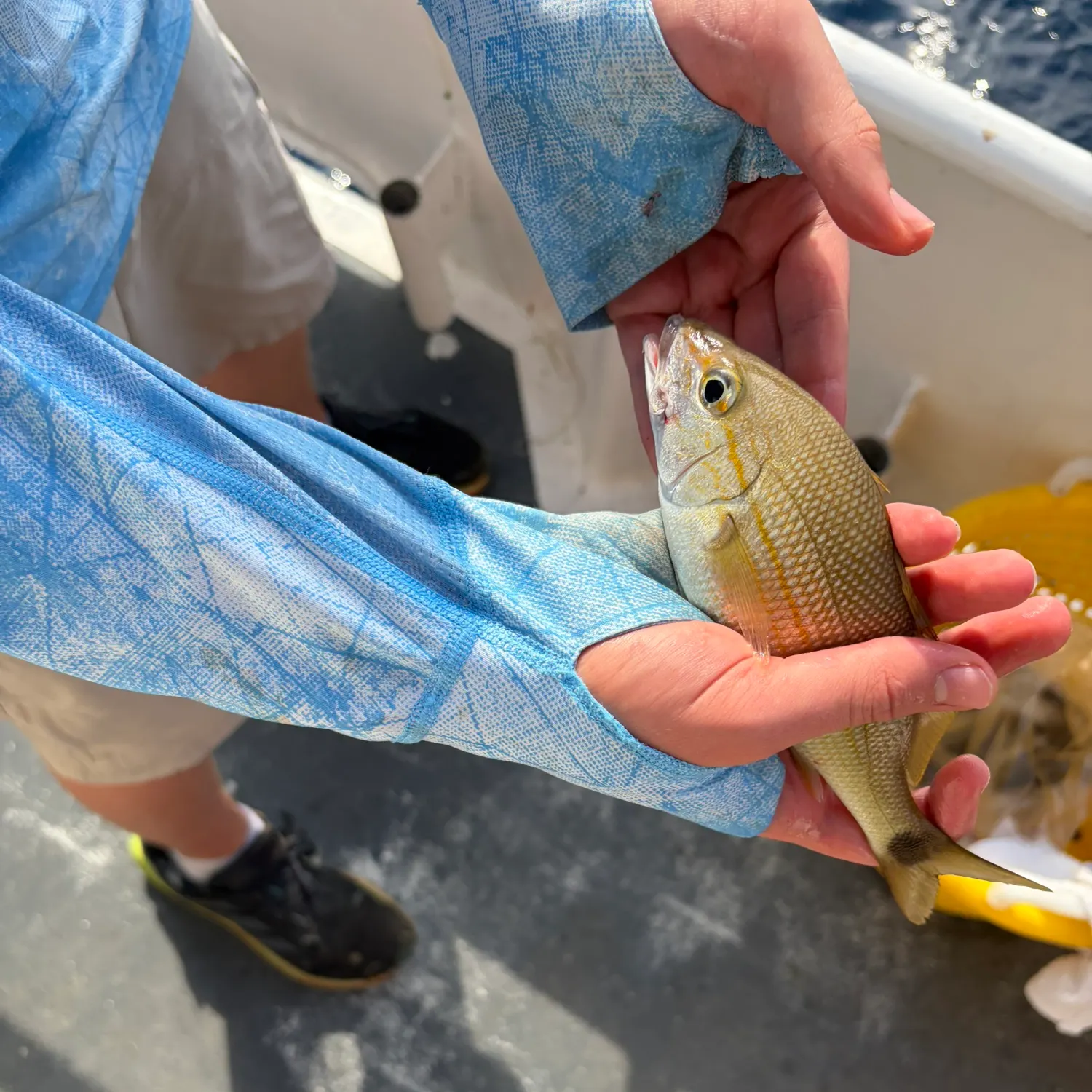 The most recent Tomtate grunt catches on Fishbrain