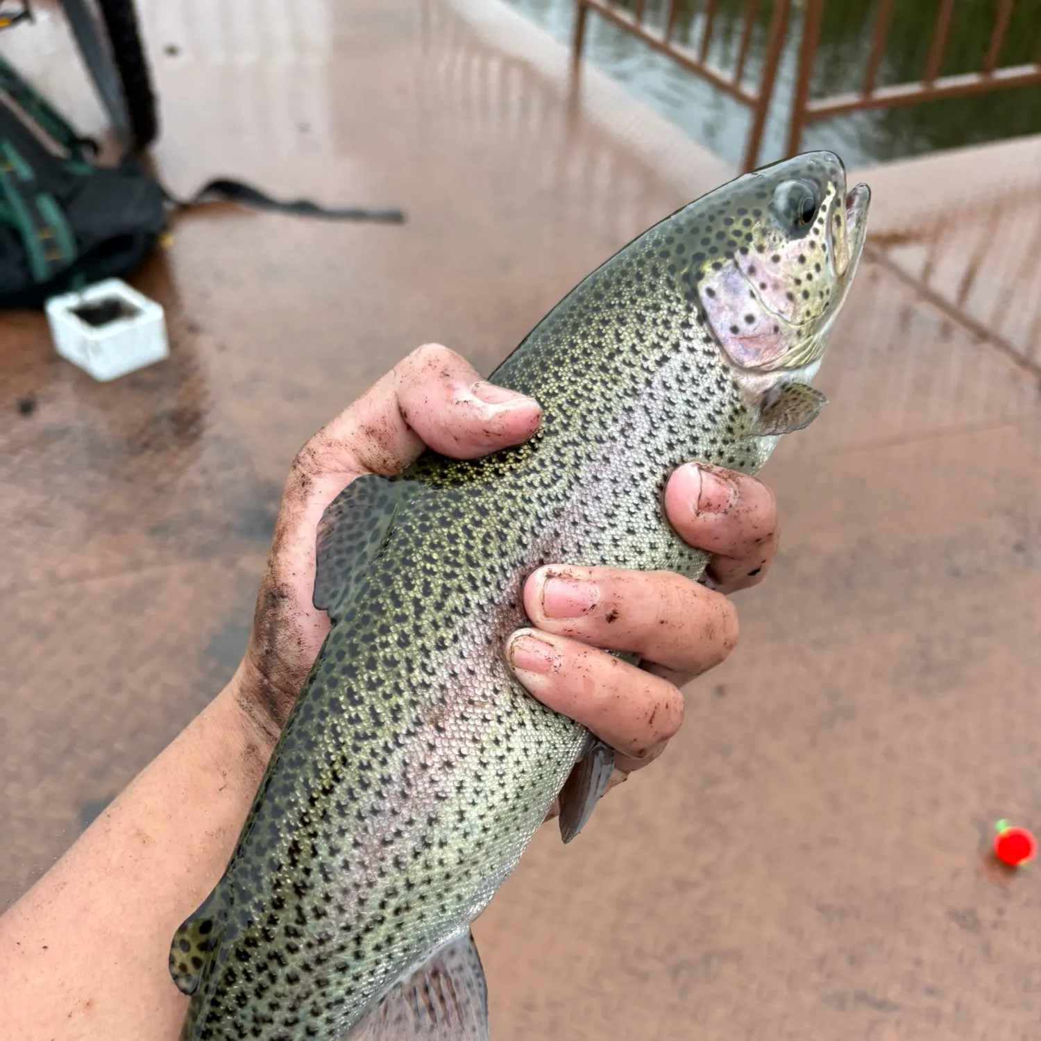 Rainbow trout caught on Fishbrain
