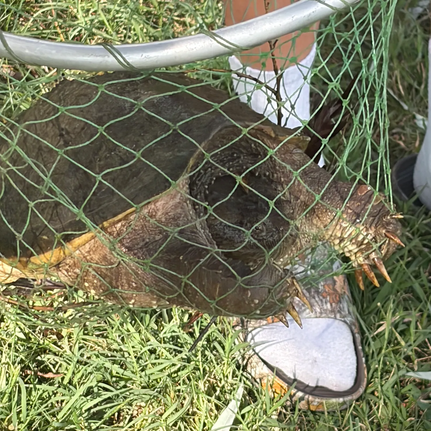Common snapping turtle caught on Fishbrain