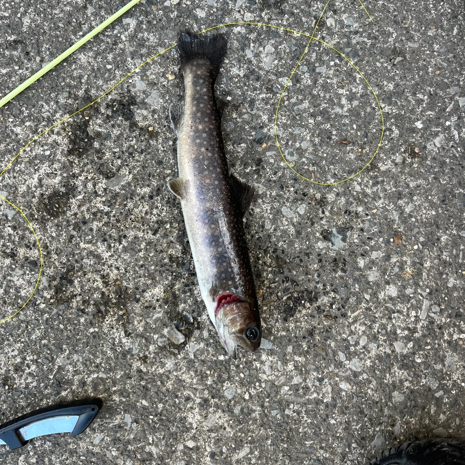 The most recent Whitespotted char catches on Fishbrain