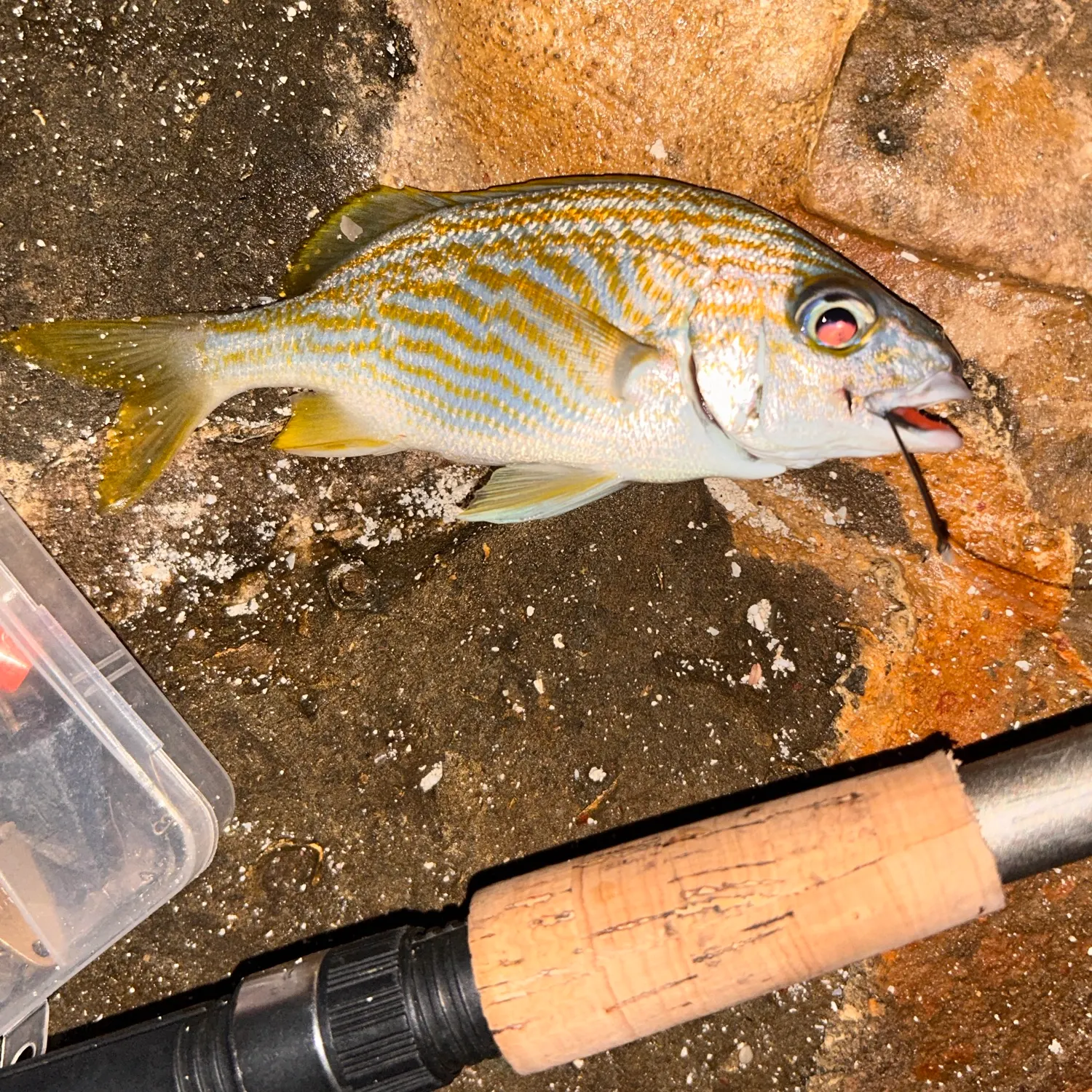 The most recent French grunt catches on Fishbrain