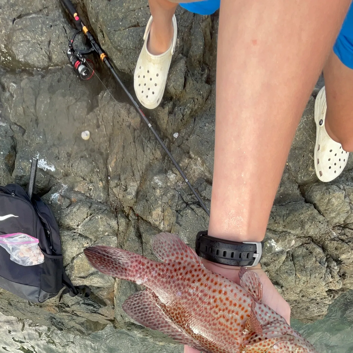 The most recent Graysby grouper catches on Fishbrain