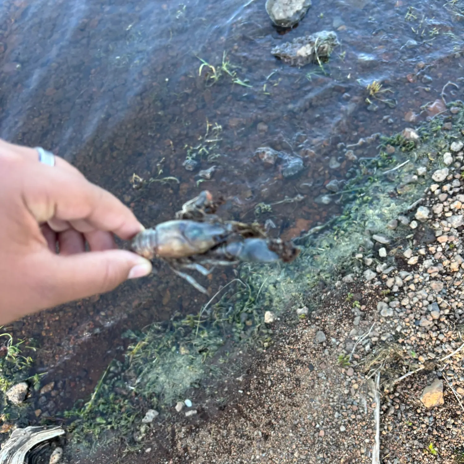 Red swamp crayfish caught on Fishbrain