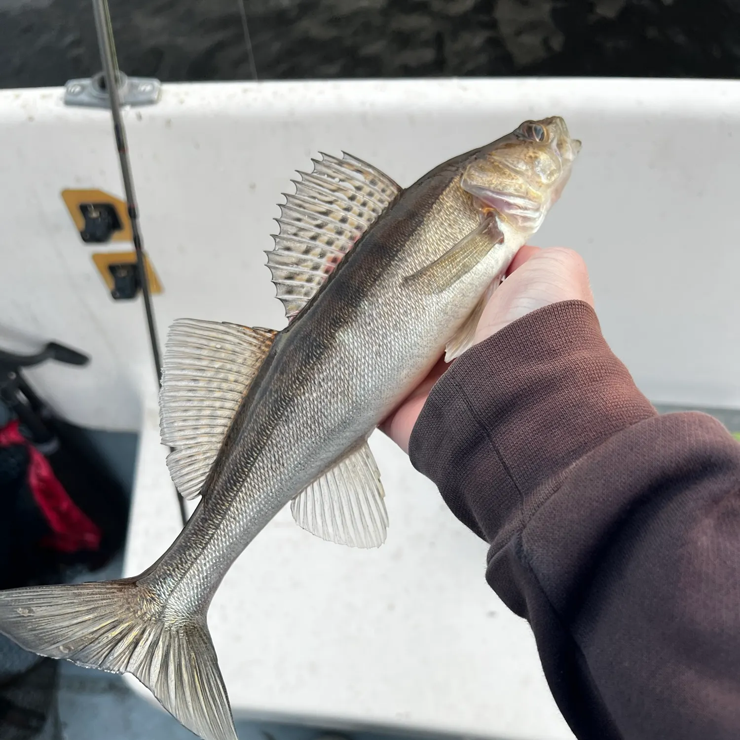 Fish caught on Fishbrain