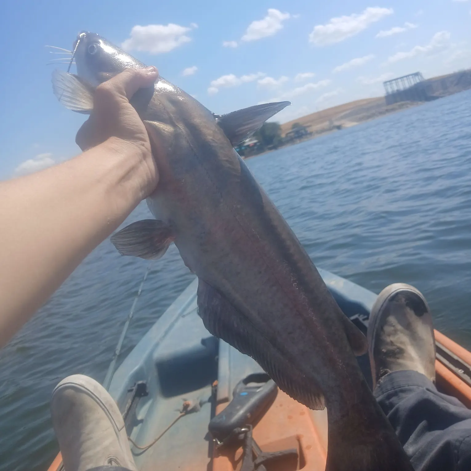 Channel catfish caught on Fishbrain