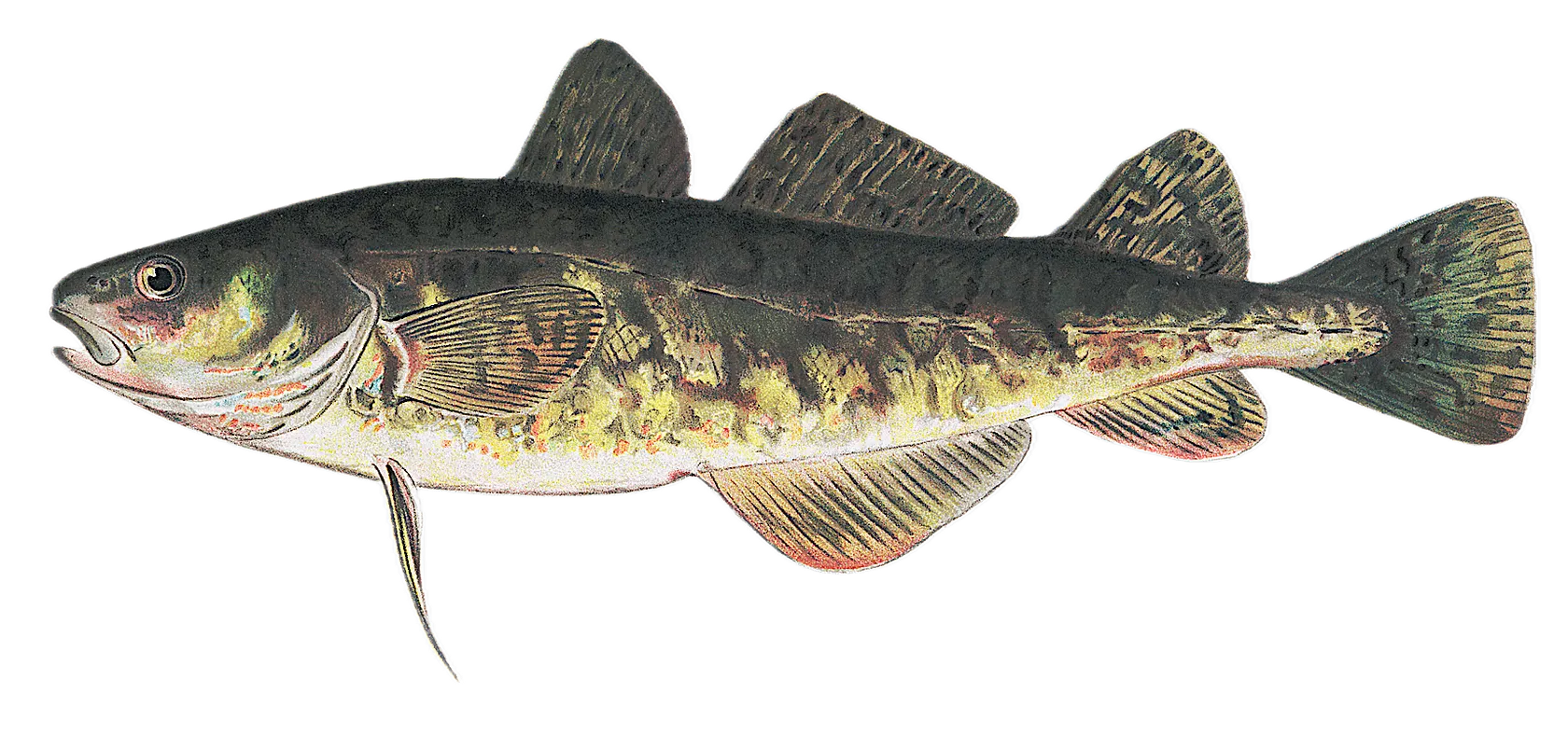 Atlantic tomcod