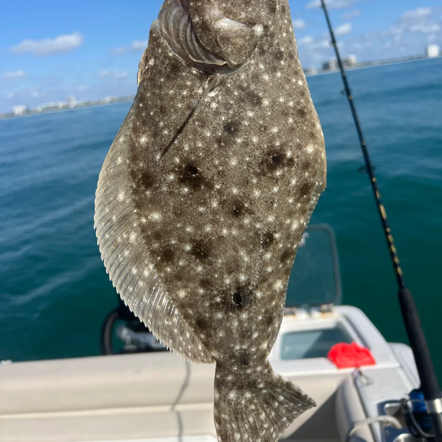 The most recent Summer flounder catches on Fishbrain