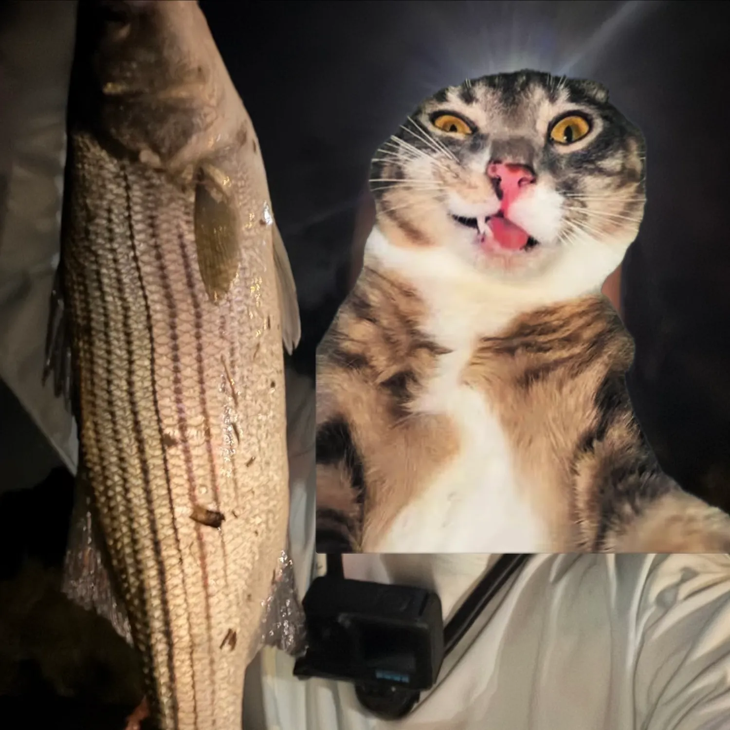 Striped bass caught on Fishbrain