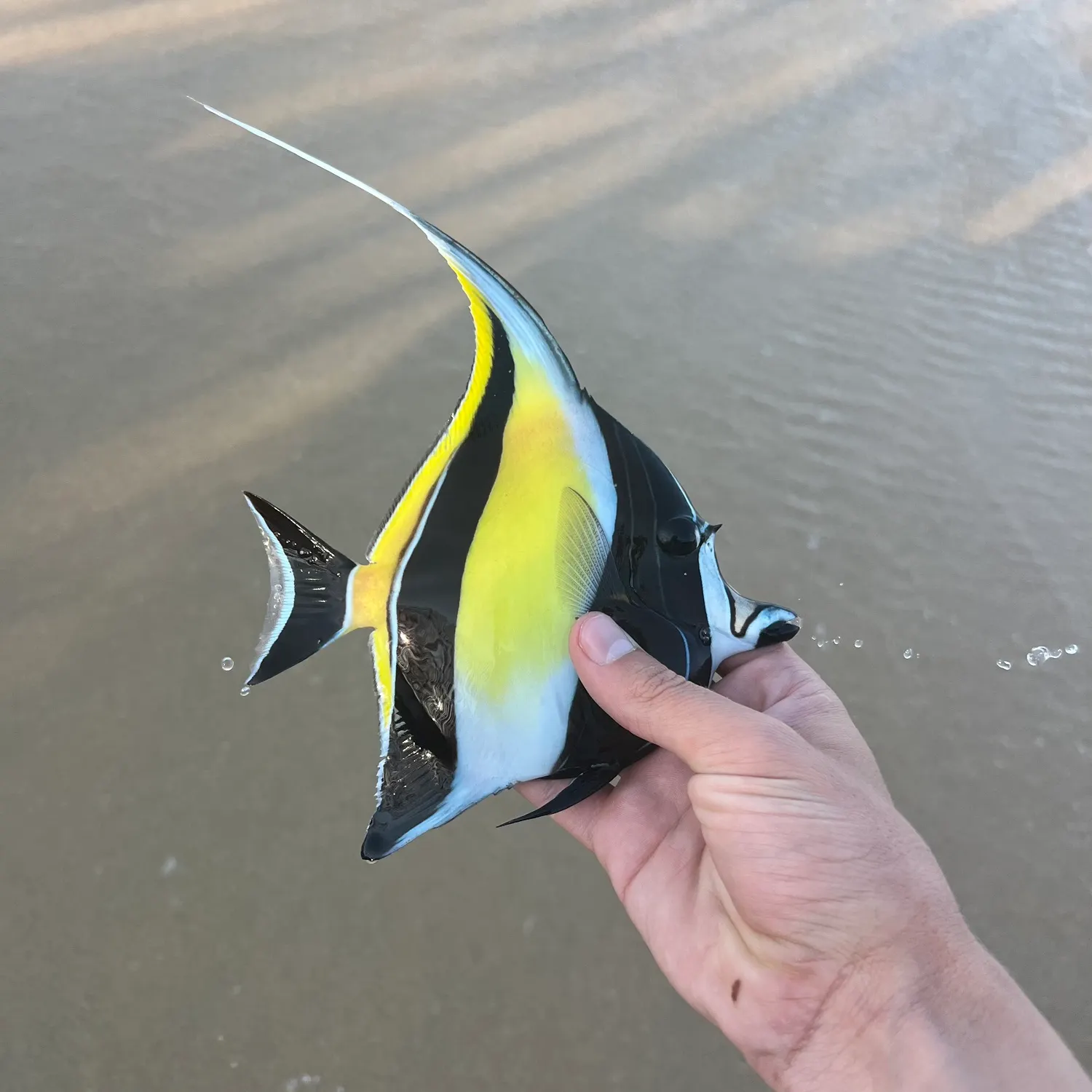 angler catch