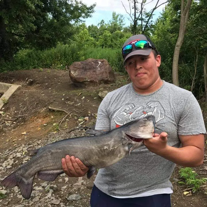 The most recent Blue catfish catches on Fishbrain