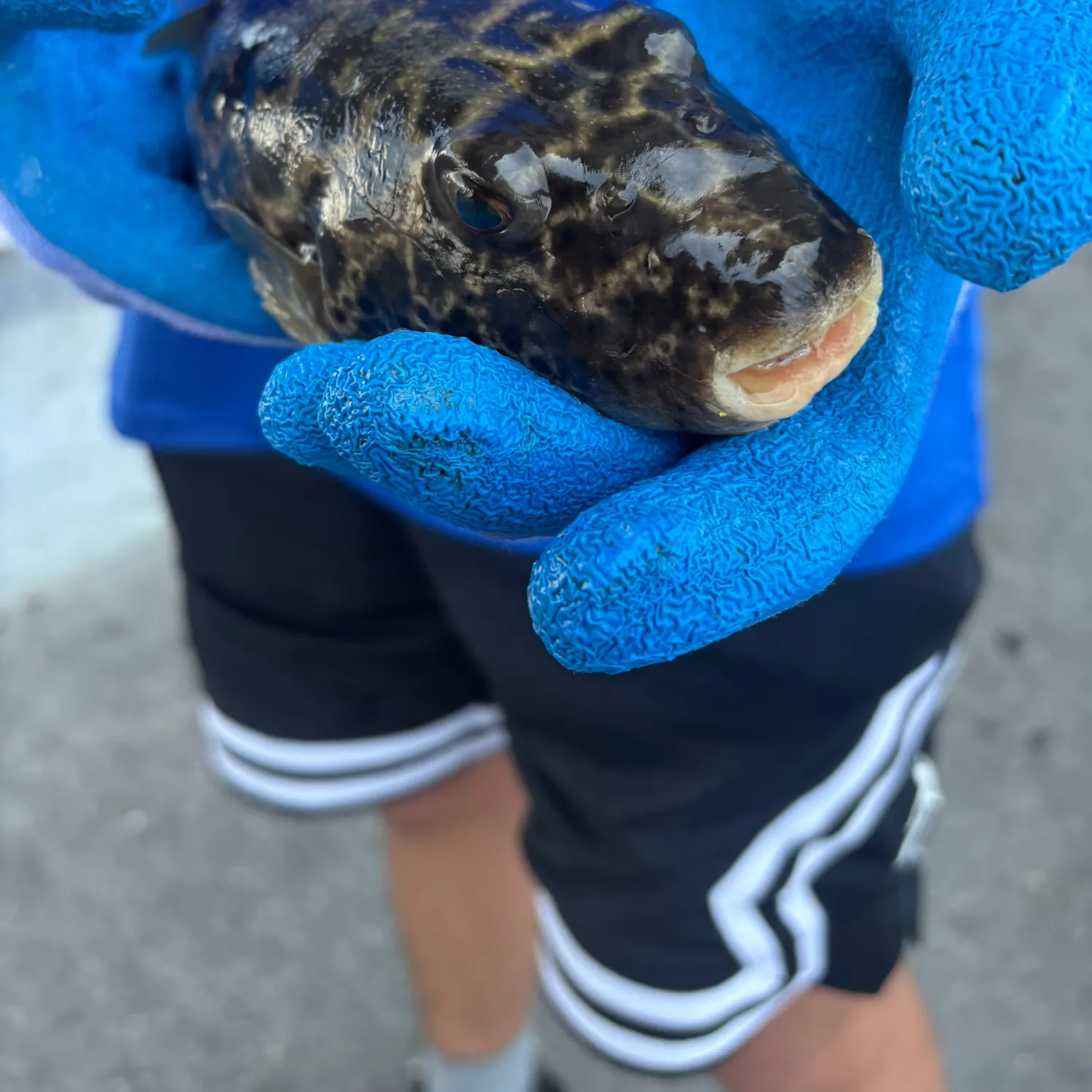 The most recent Oval puffer catches on Fishbrain