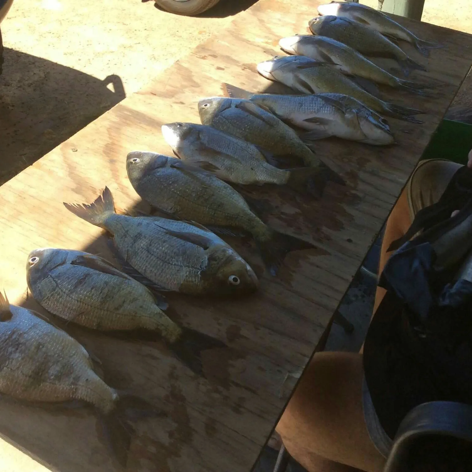 recently logged catches