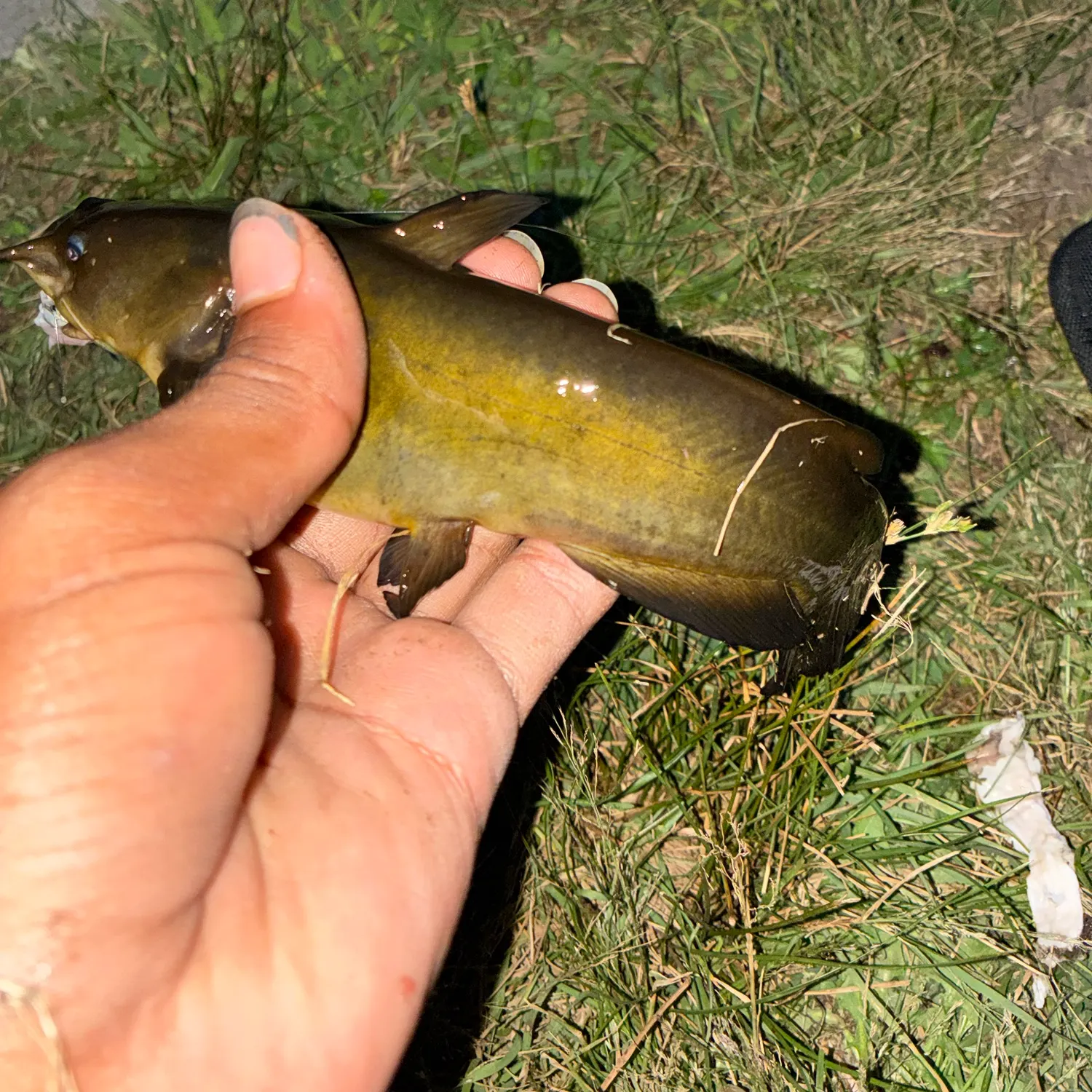 Yellow bullhead caught on Fishbrain