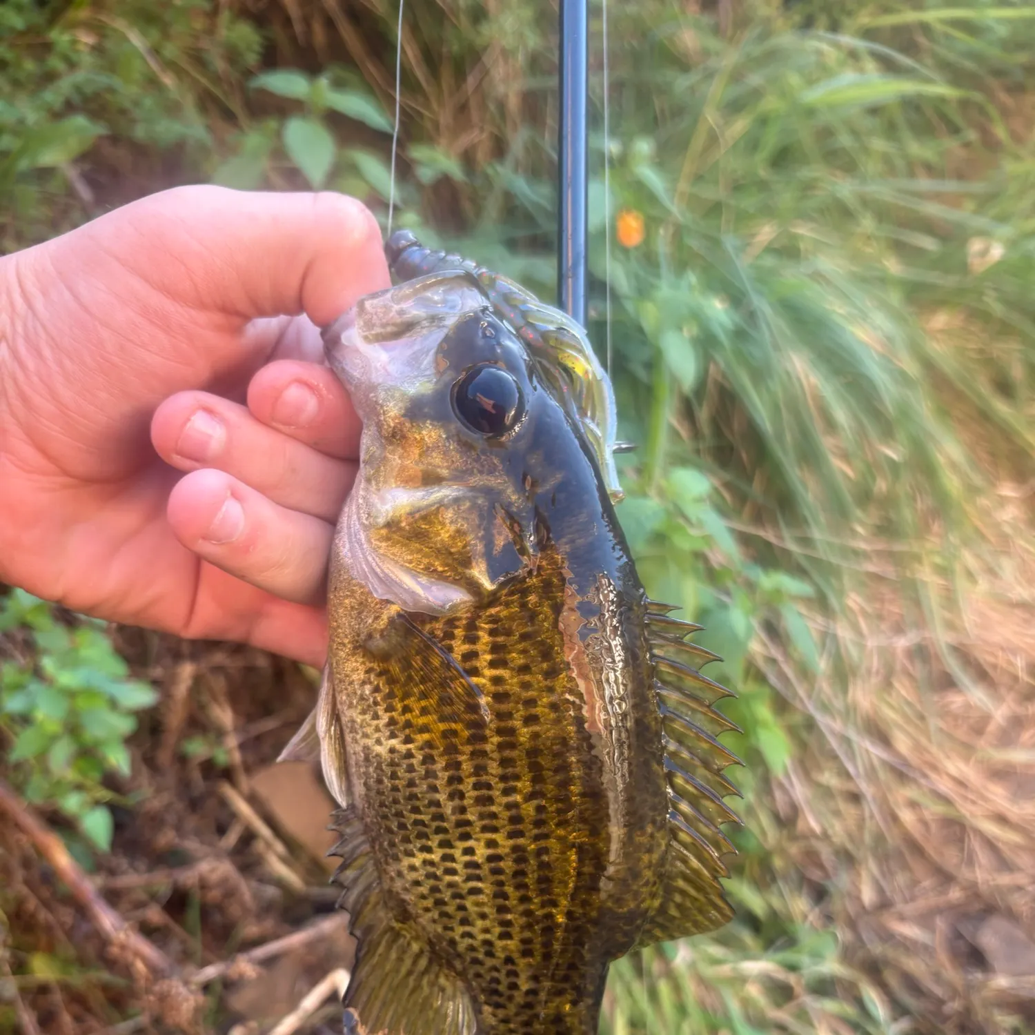 Rock bass caught on Fishbrain