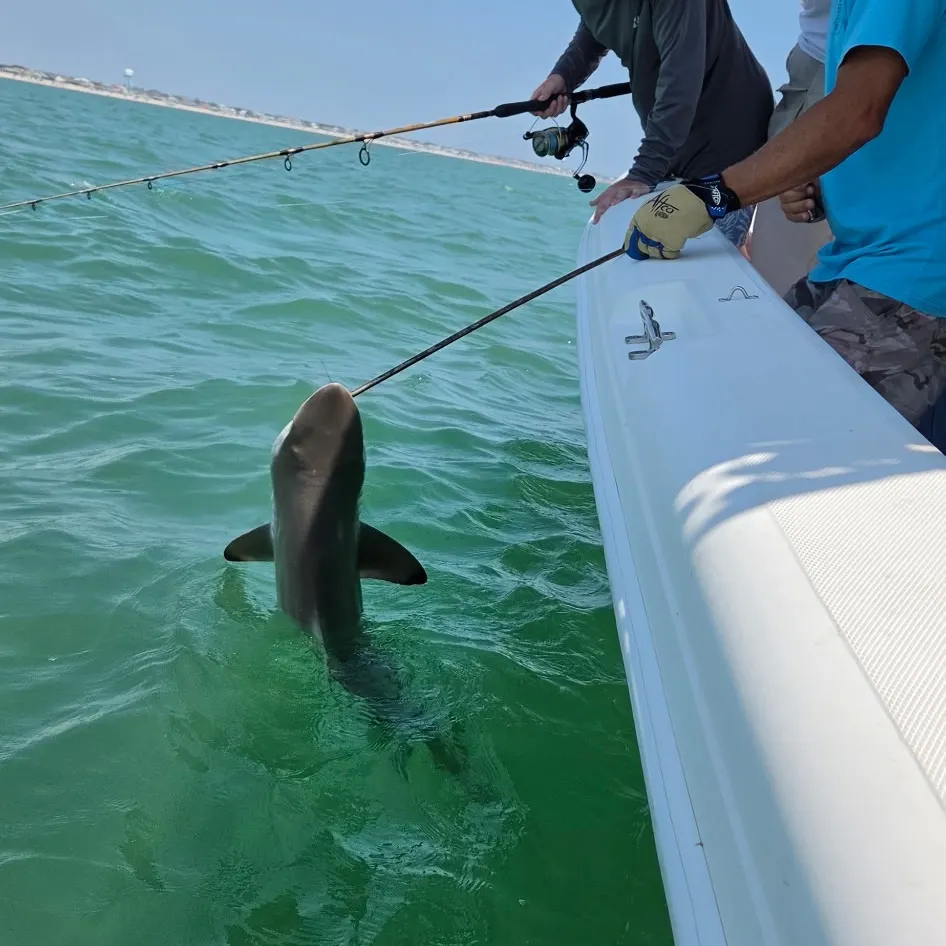 The most recent Spinner shark catches on Fishbrain
