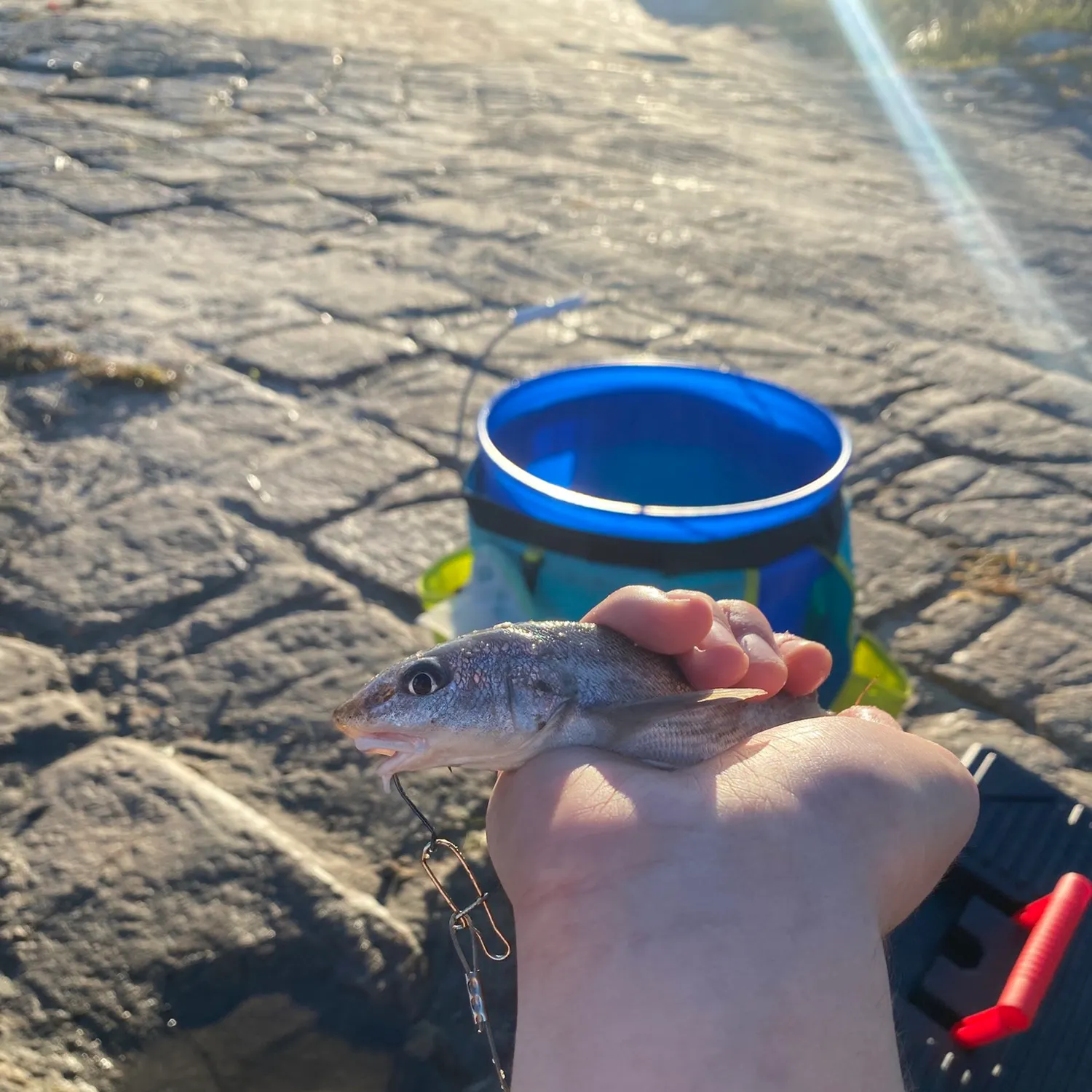 Gulf kingcroaker caught on Fishbrain