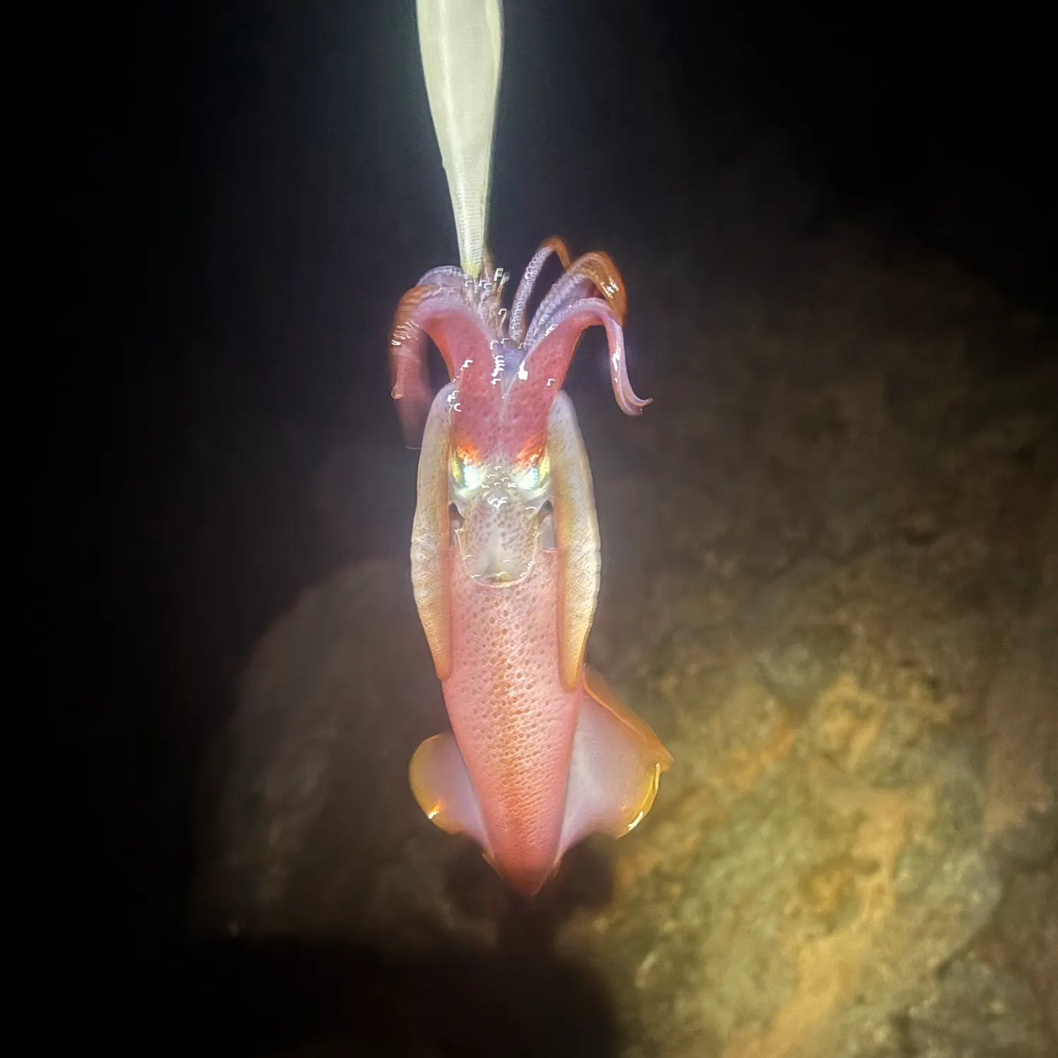 The most recent European flying squid catches on Fishbrain