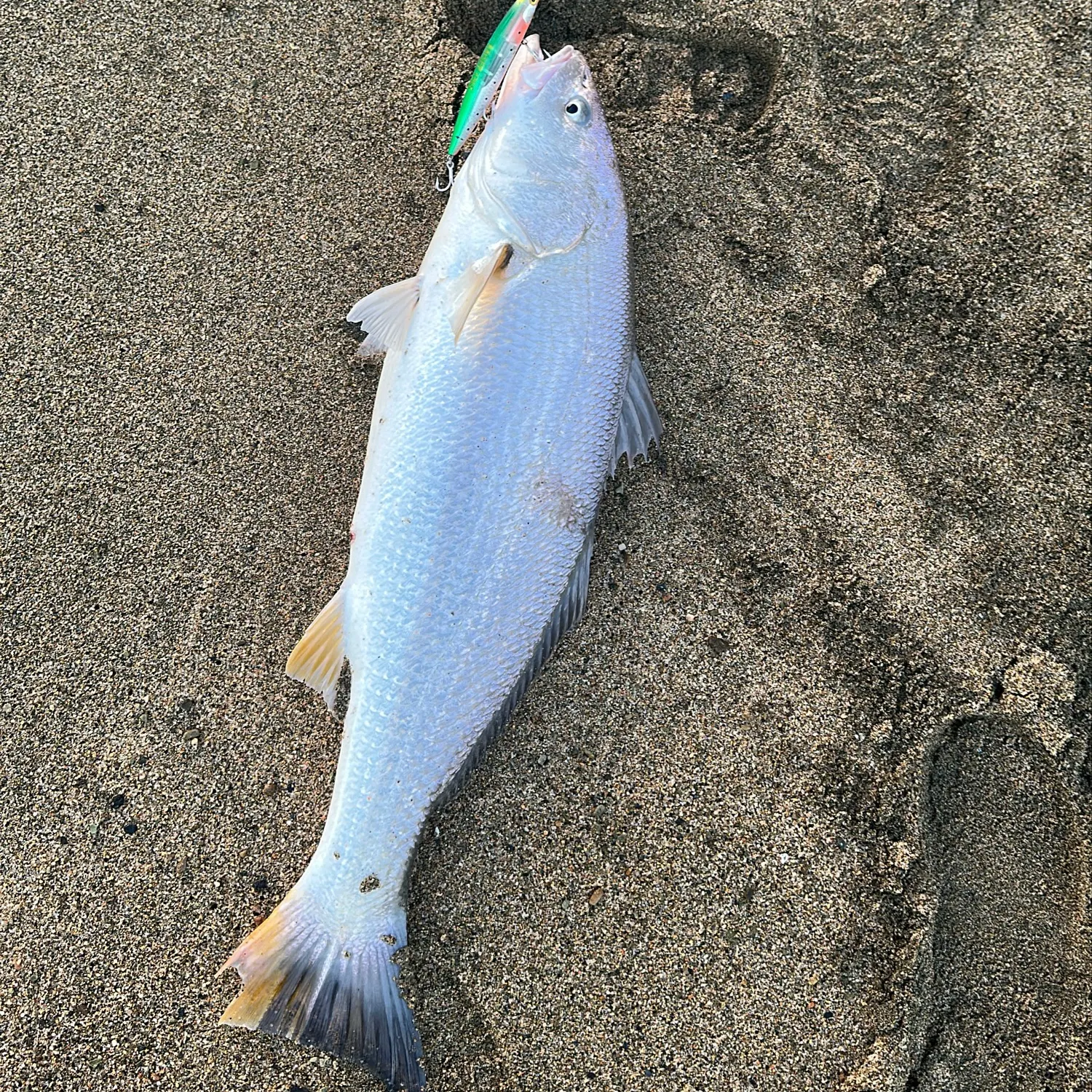 Whitemouth croaker caught on Fishbrain