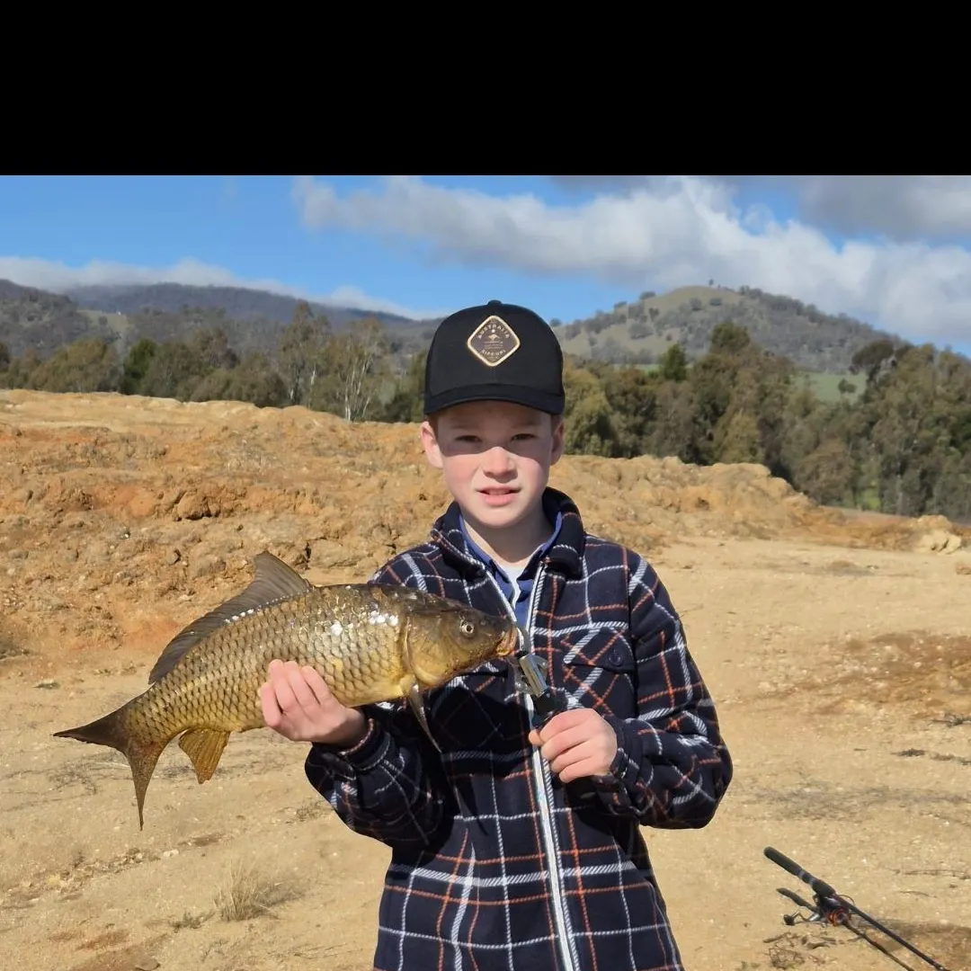 The most recent Common carp catches on Fishbrain