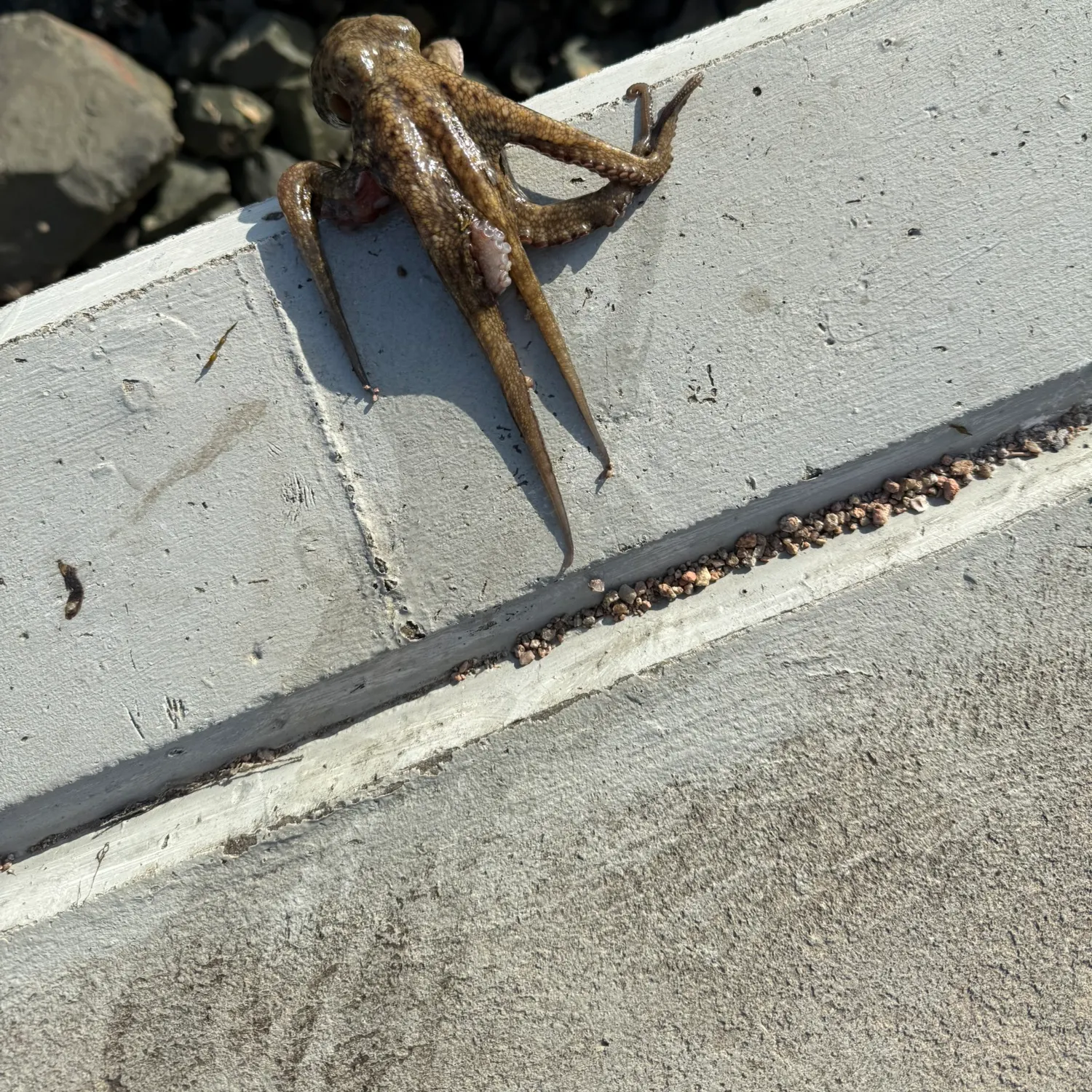 The most recent Common octopus catches on Fishbrain