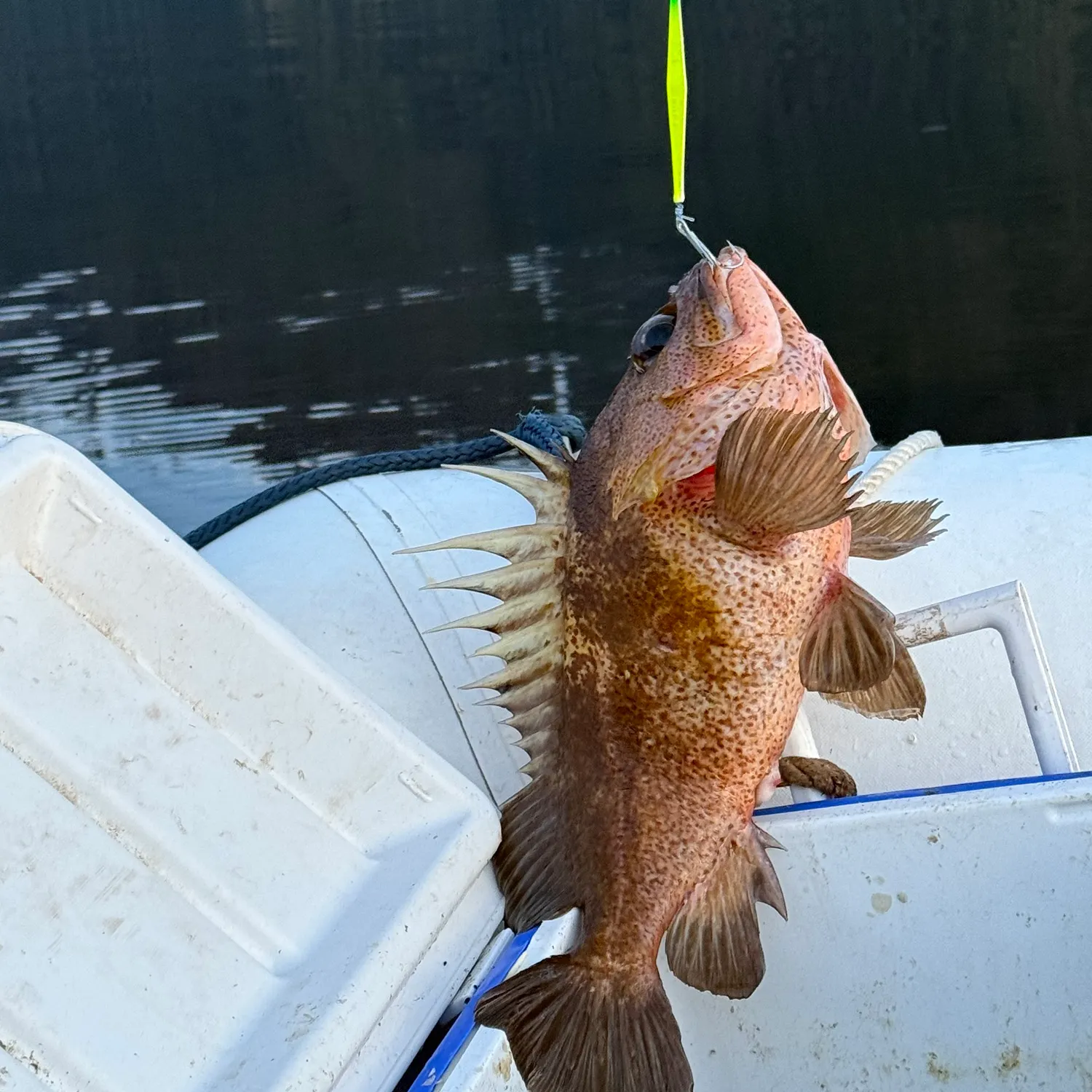 recently logged catches